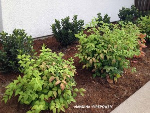 Nandina 'Firepower' group